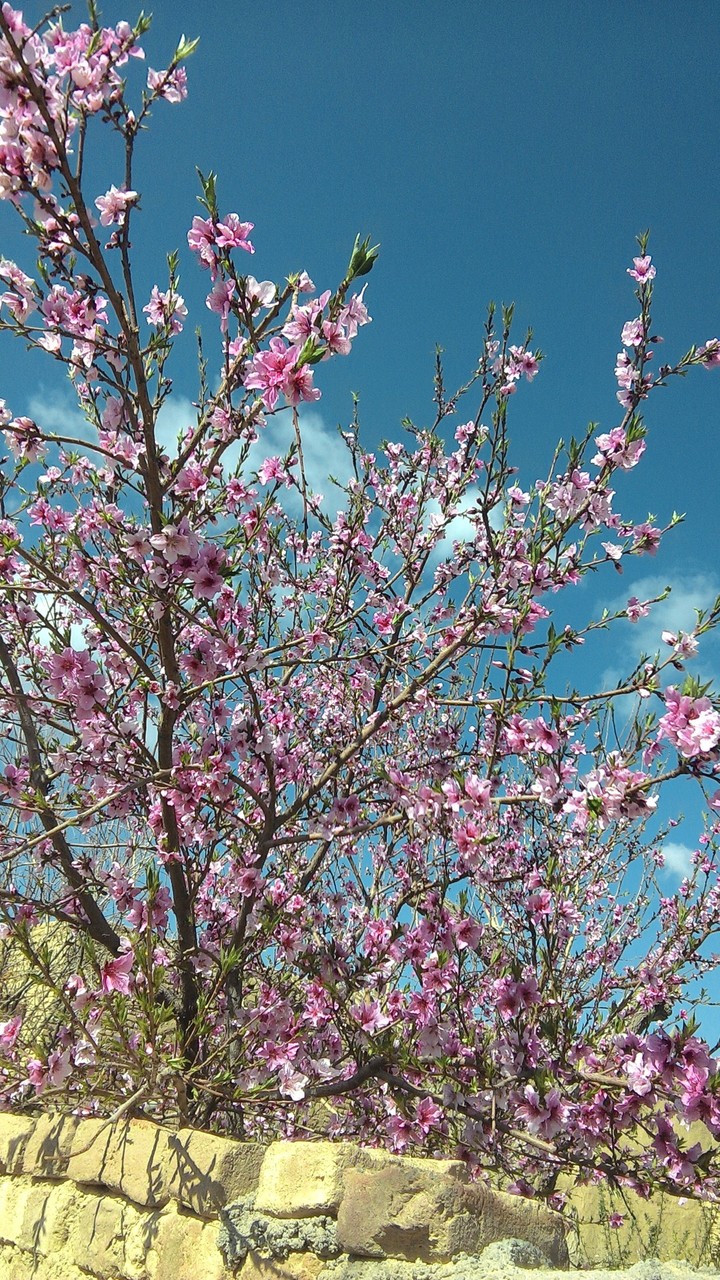 spring