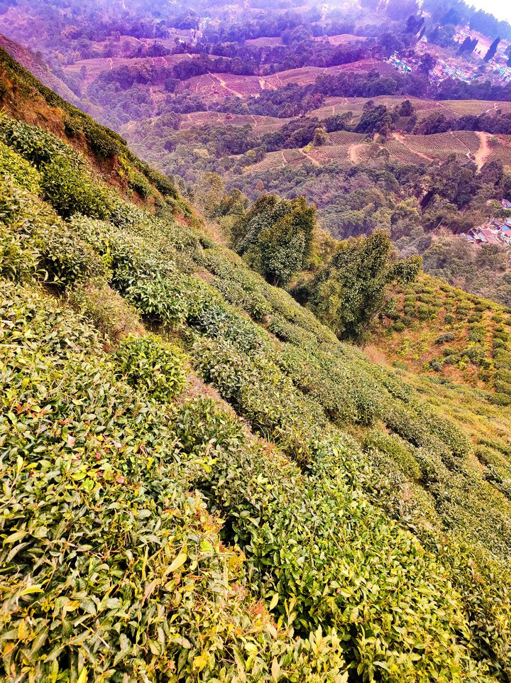 Darjeeling Tea Garden, West Bengal, India