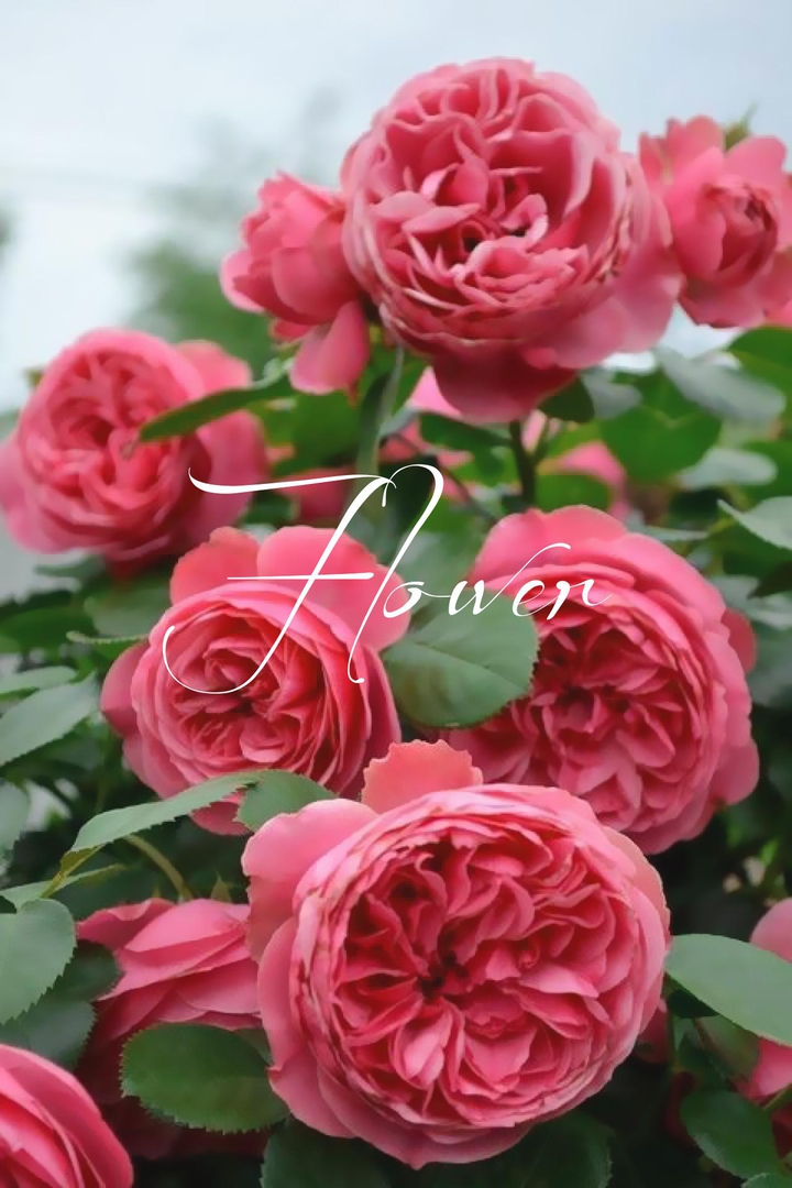 flower