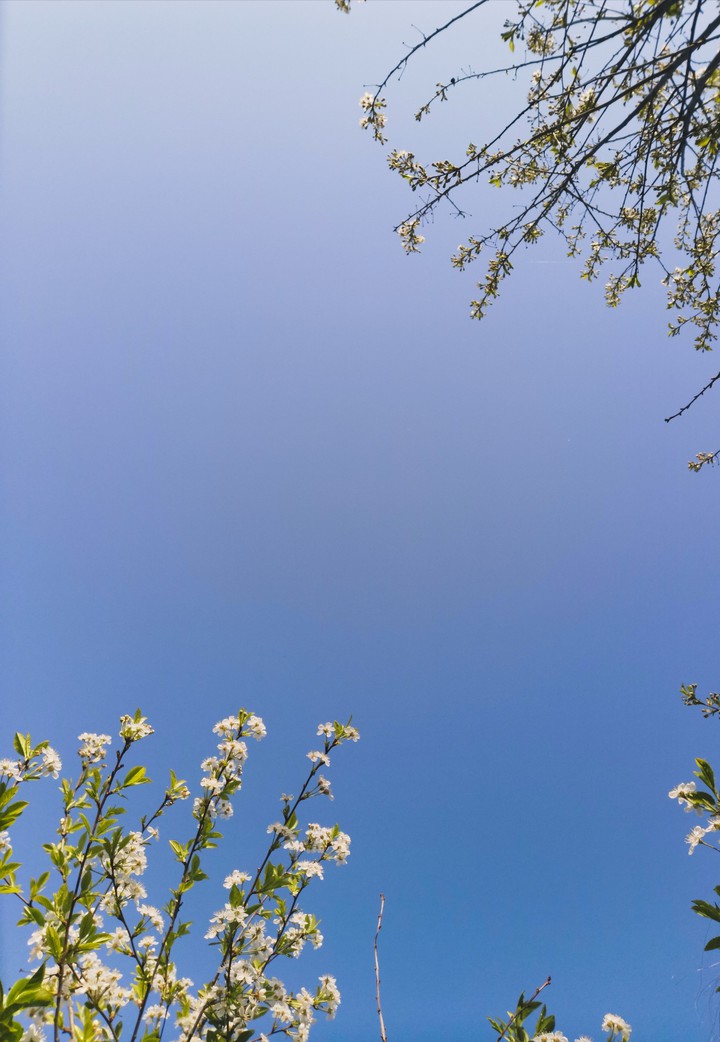 blossom