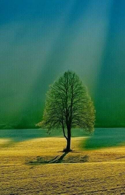 tree