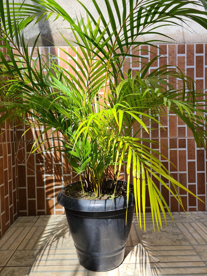 plantinha