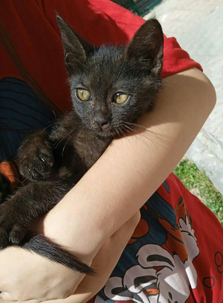 KEDİ