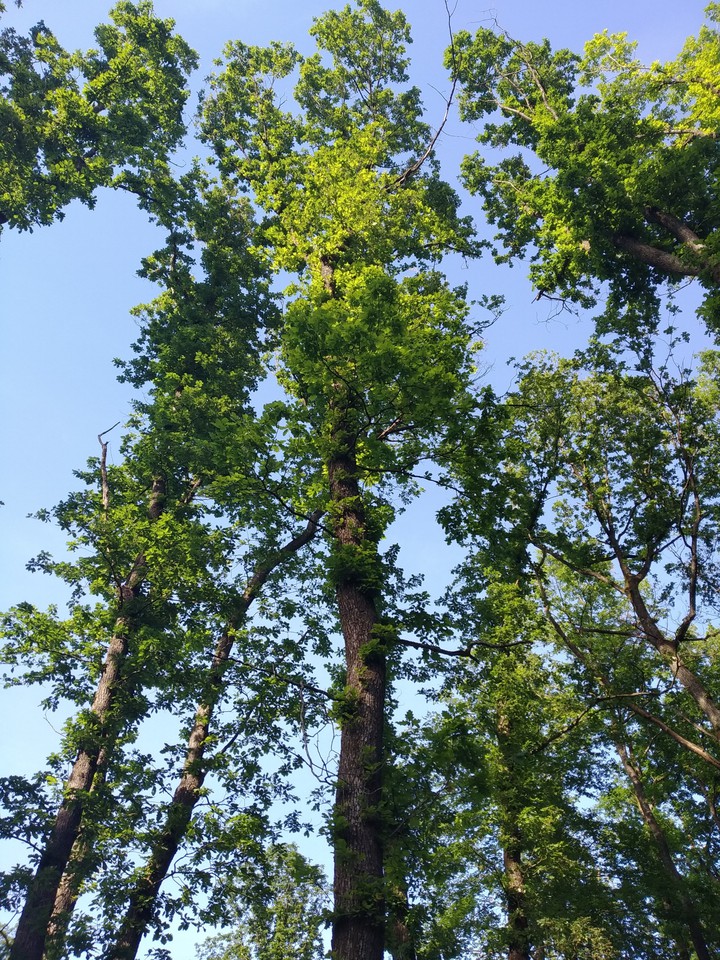 Sunny day in forest