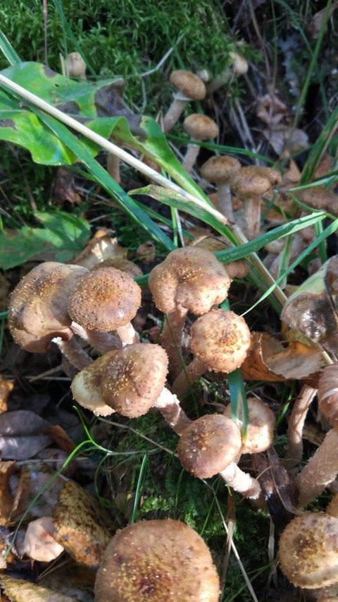 honey mushrooms