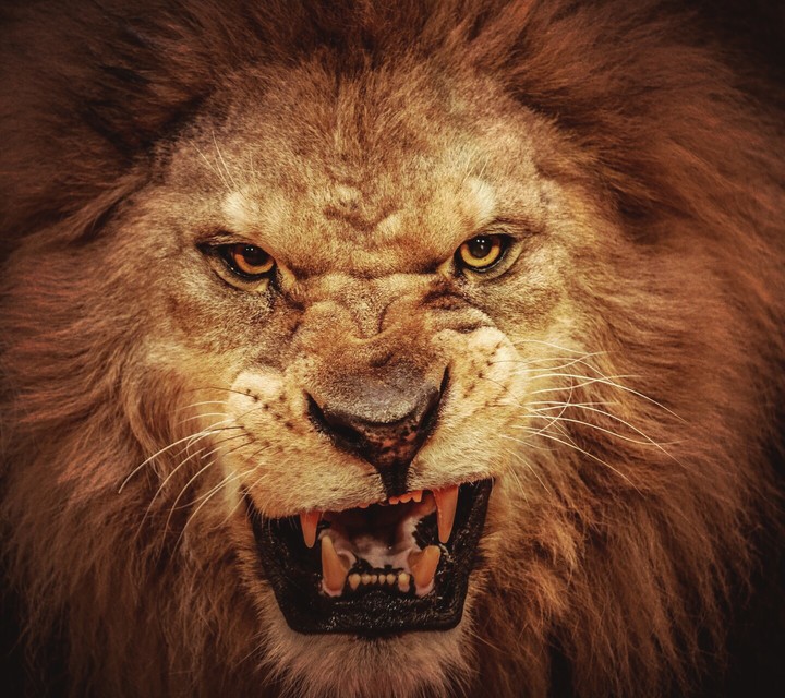 tiger