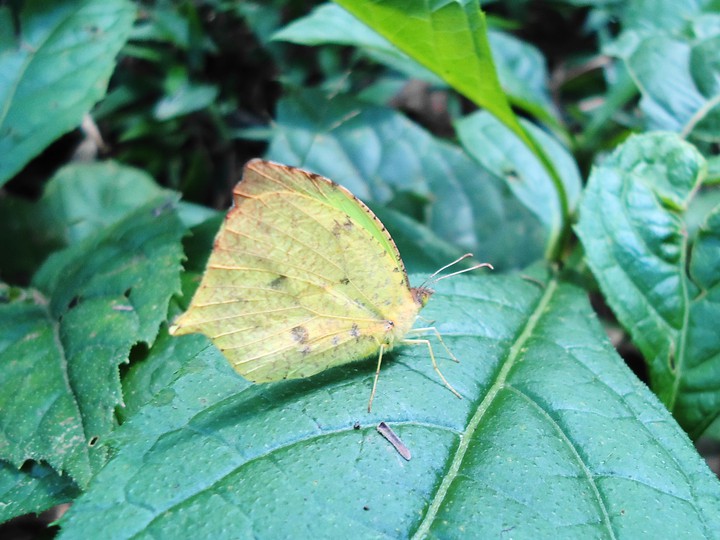 mariposa amarilla