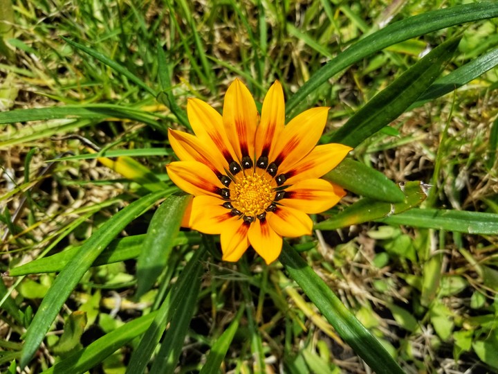 FLOR AMARILLA, LAGO DE XOCHIMILCO Y MÉXICO.