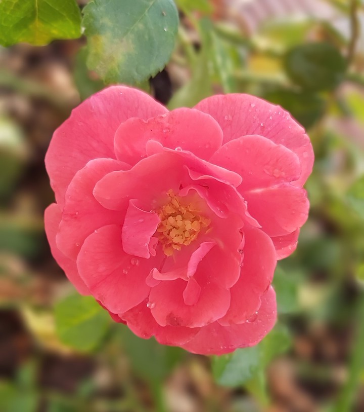 rose