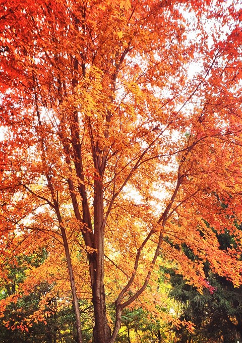 Orange Story