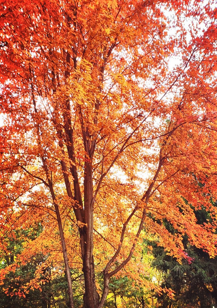 Orange Story
