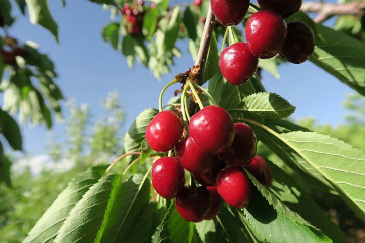 Fruit