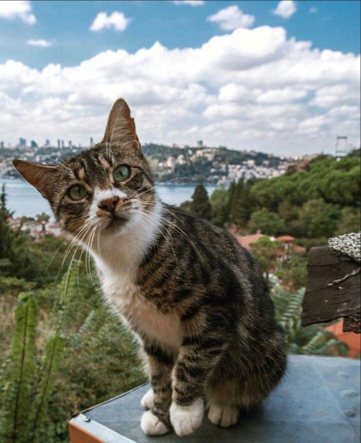 kedicik :)