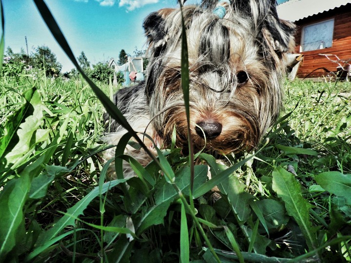 my dog