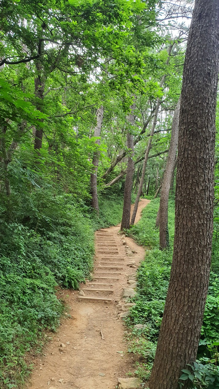 숲속길(road in the woods)