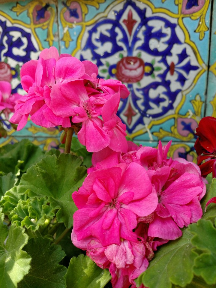 Flower