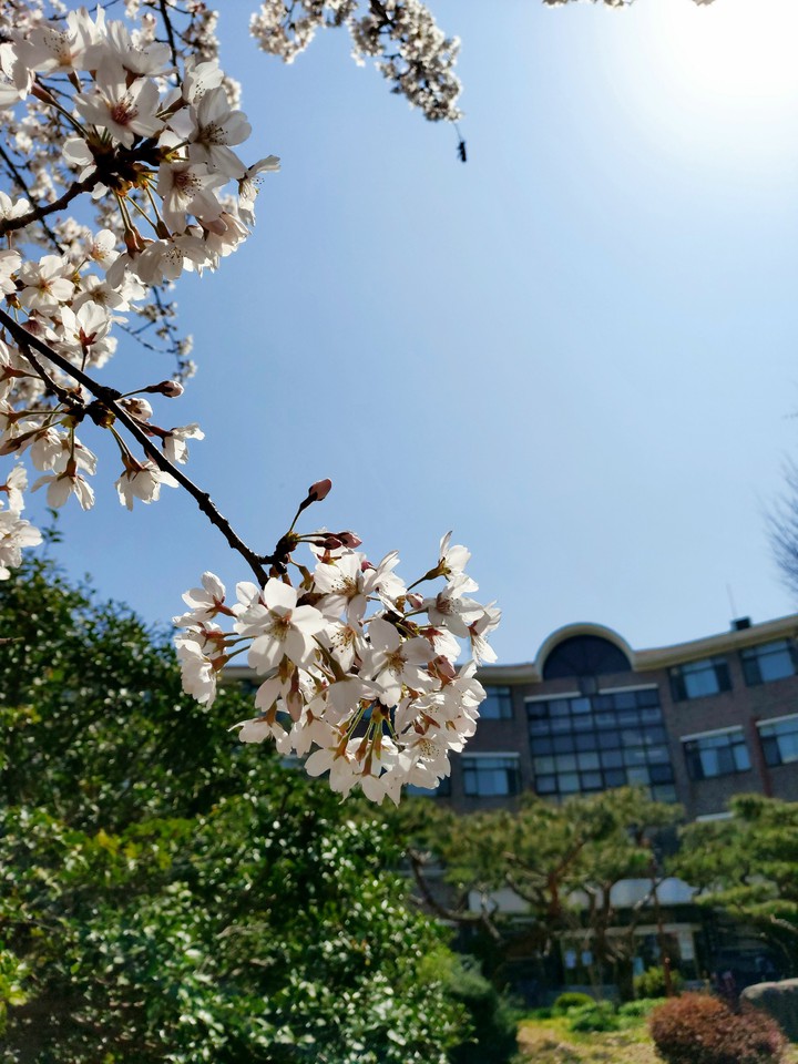 cherry blossom