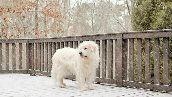 Dog