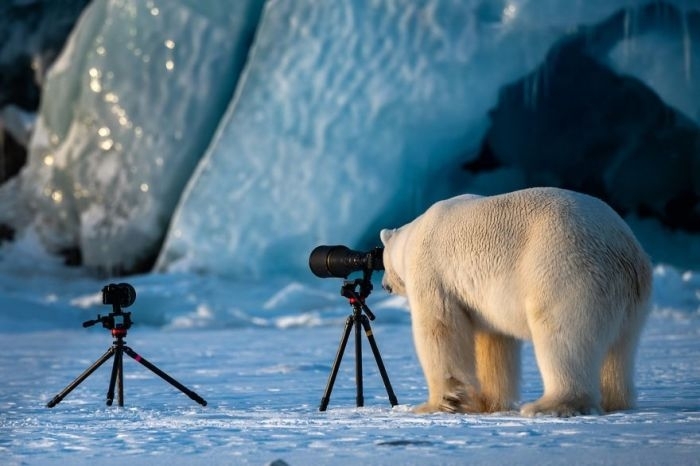 white bear