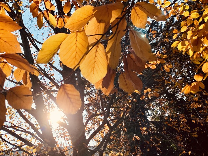 Herbst in Wien