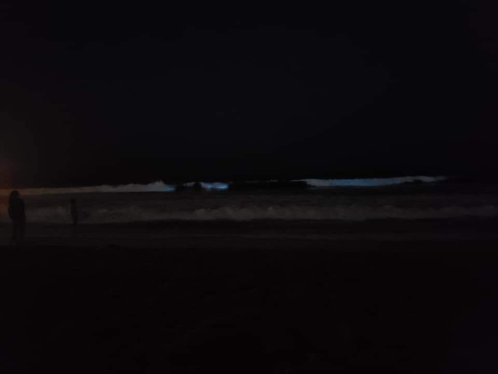 Bioluminescent plankton