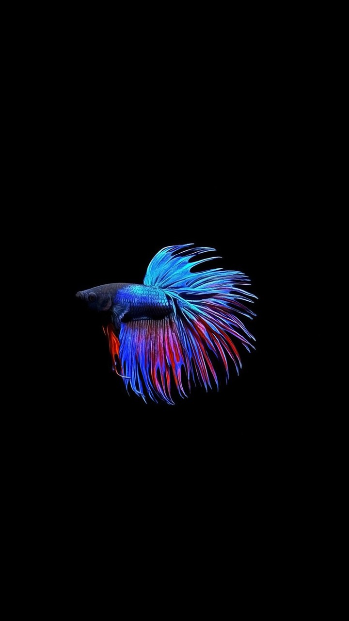 Betta Fish