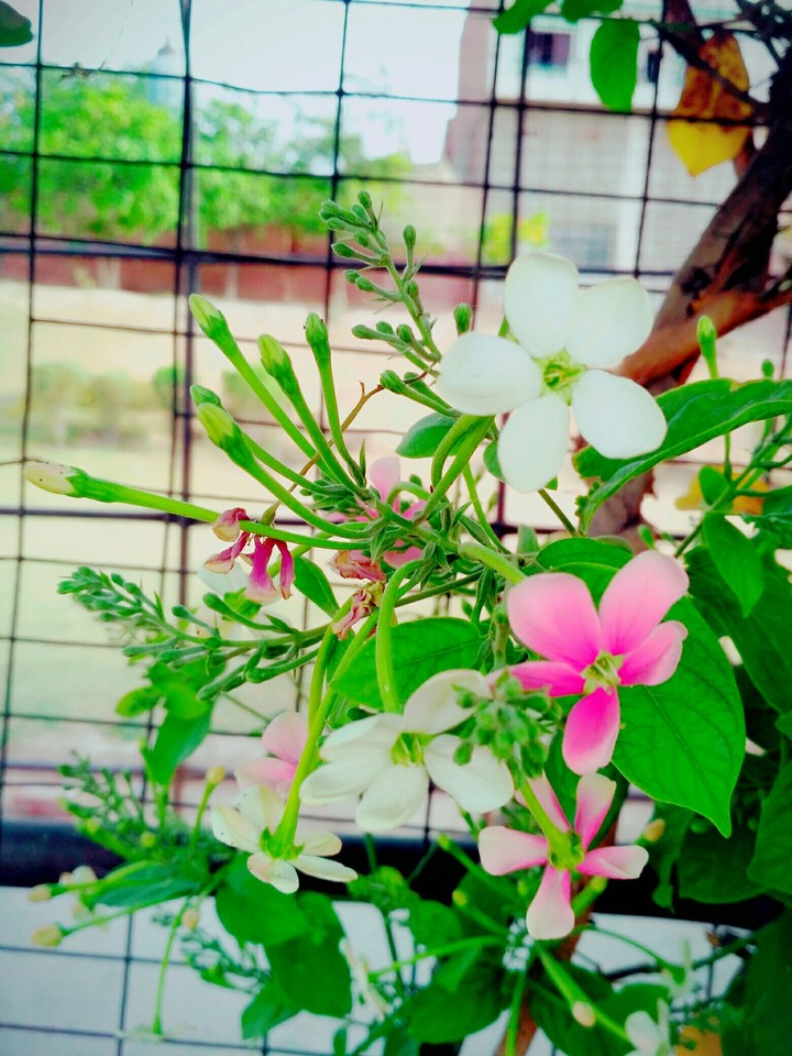 flower