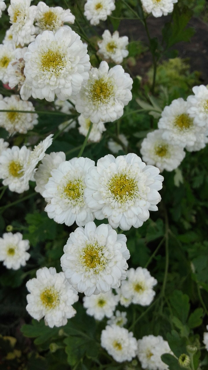 flowers