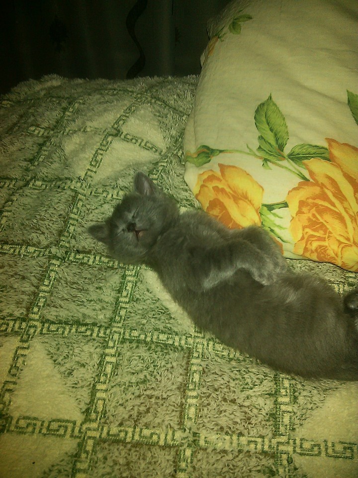 кошка