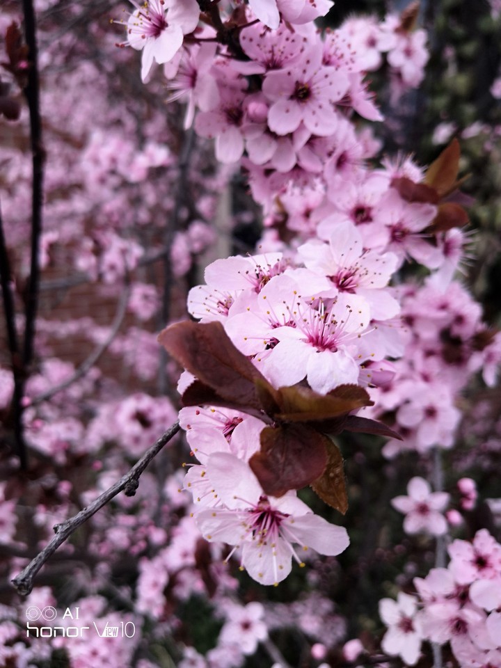 Pink flowers