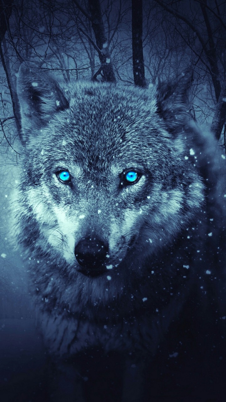 Wolf