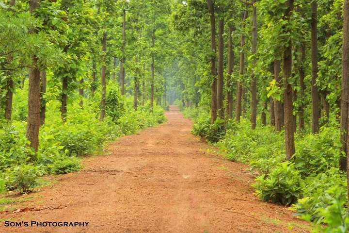 forest