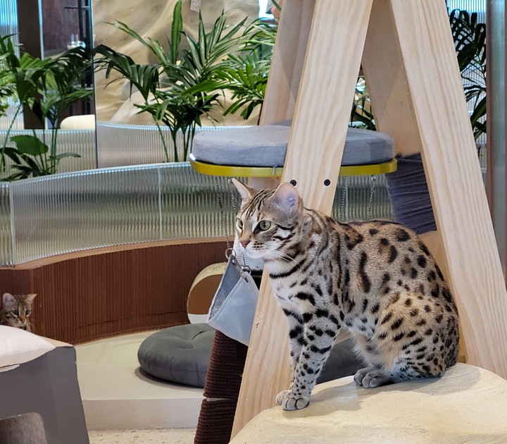 cat