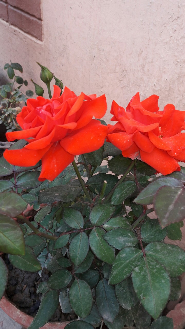 Bright#red#rose#love#nature#flower