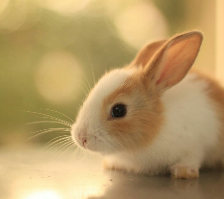 cute