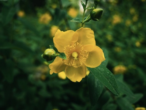 רקעים kingcup, subshrub