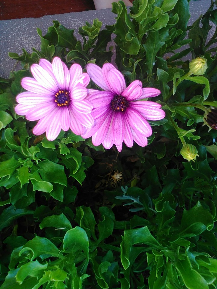The Twin Flowers
