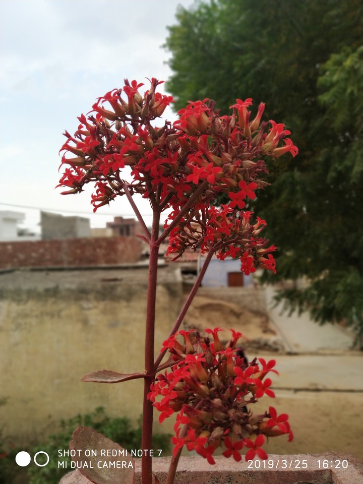 ????flower