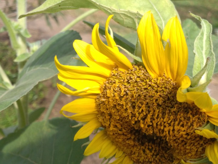 sunflower