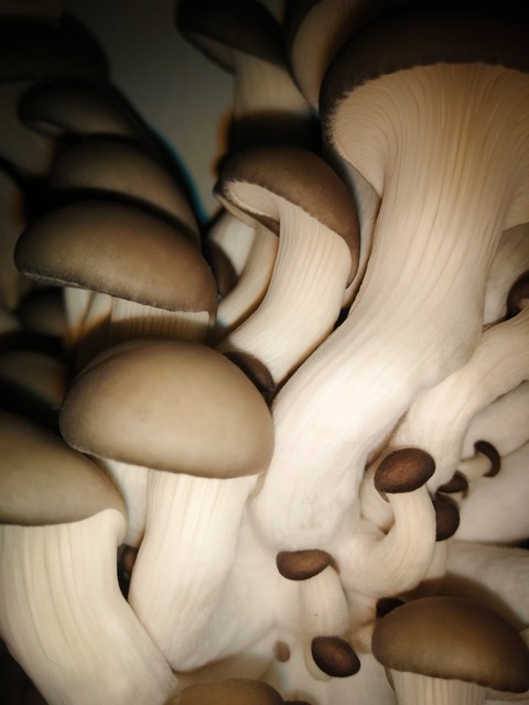 Oyster mushrooms