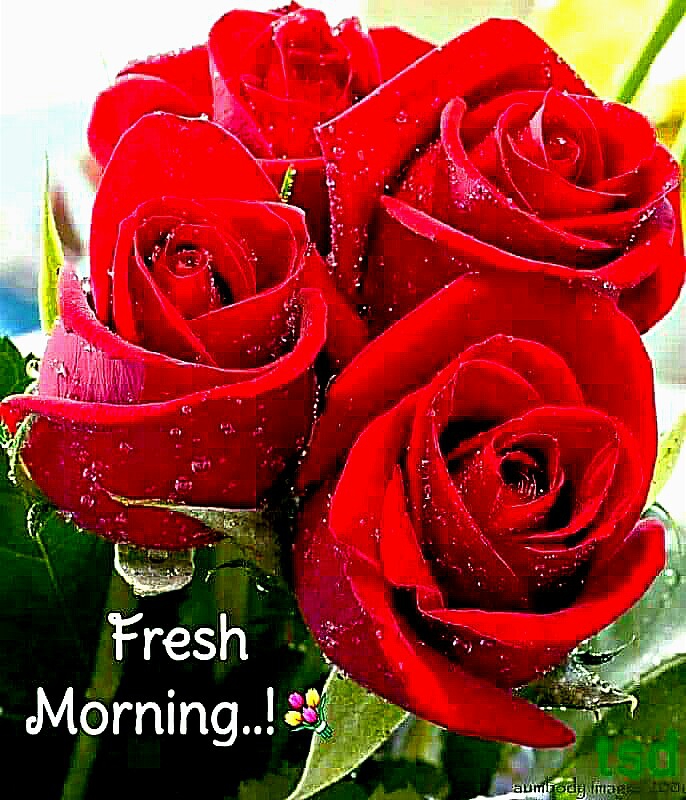 Fresh morning ???