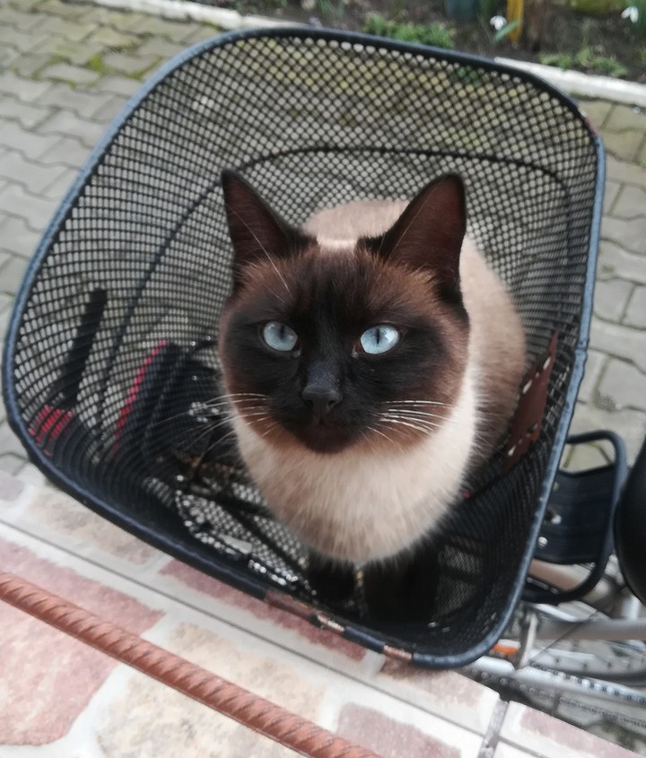 cat