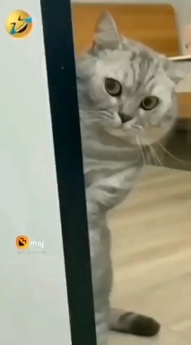 Танец дамы и кота.