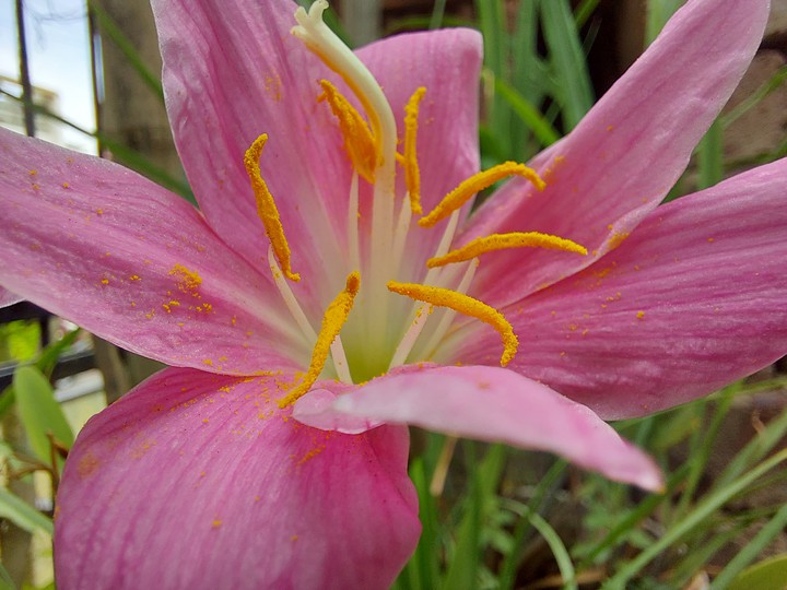 lily