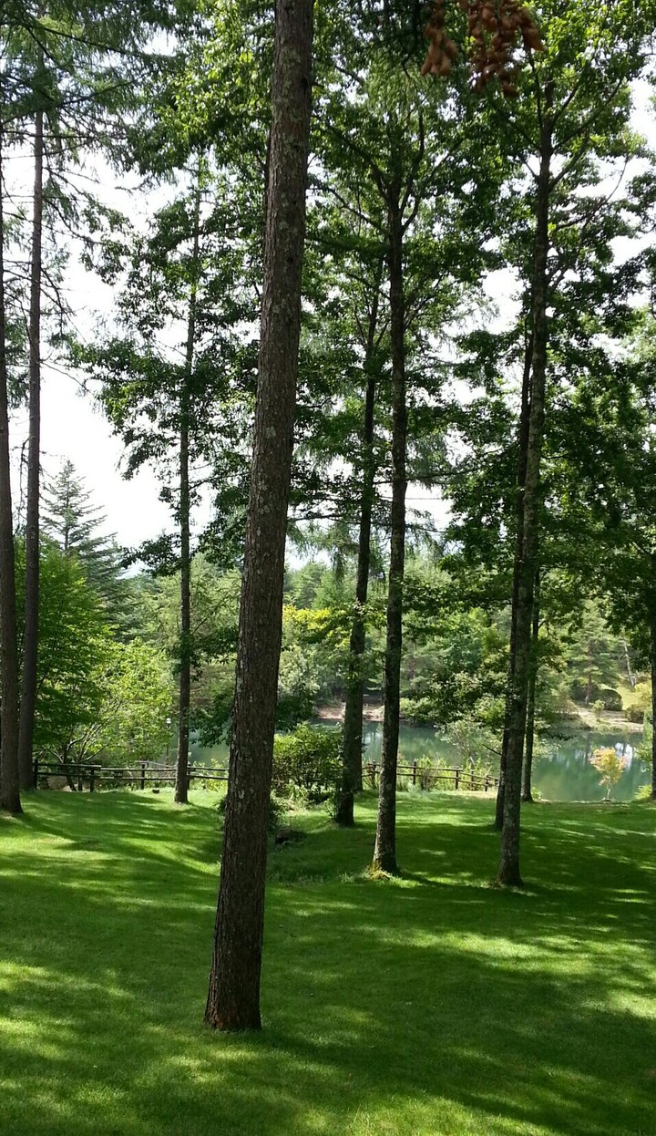 forest