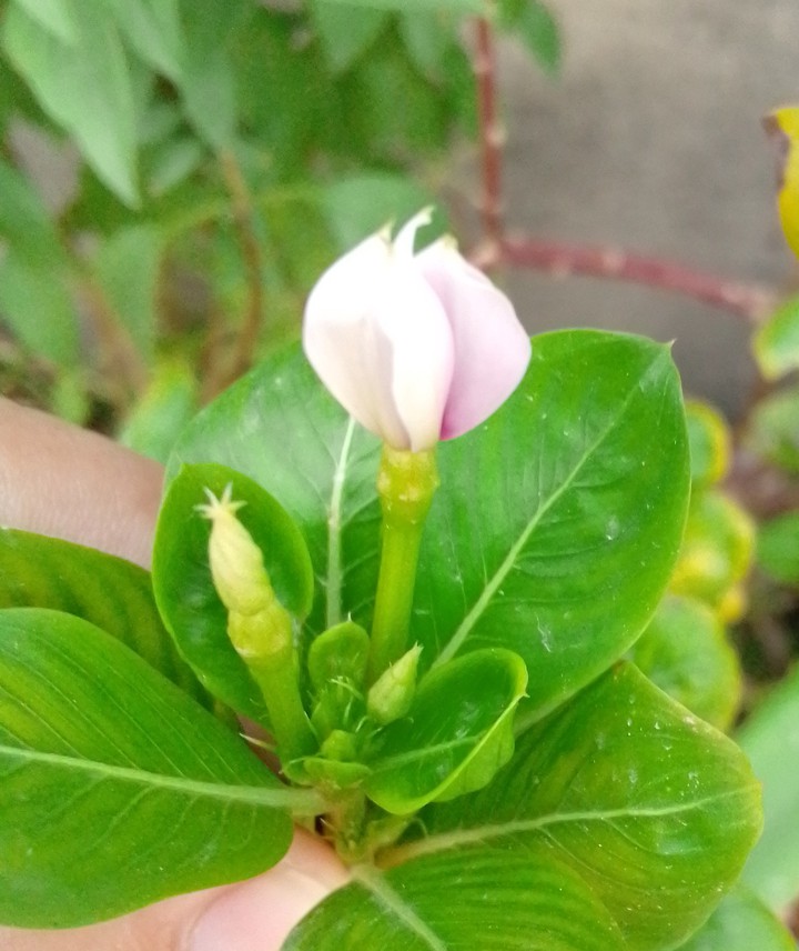 flower