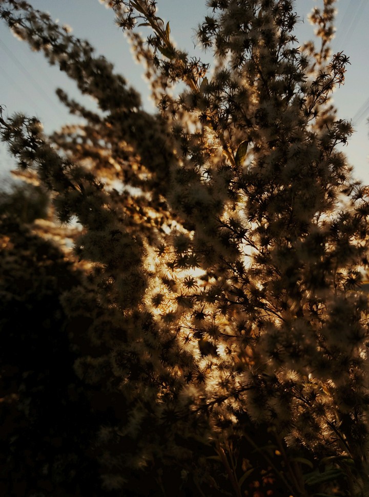plant