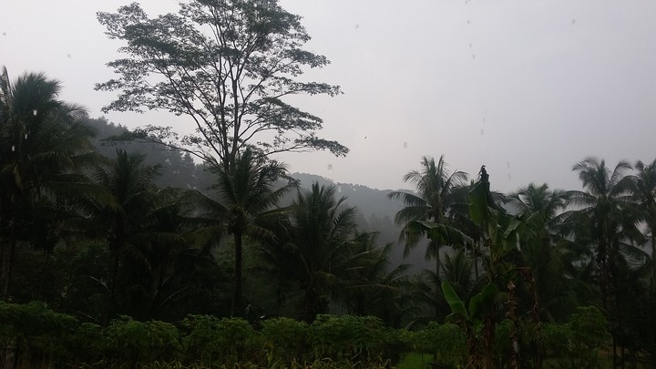 Tree, Leaf, atmospheric_phenomenon