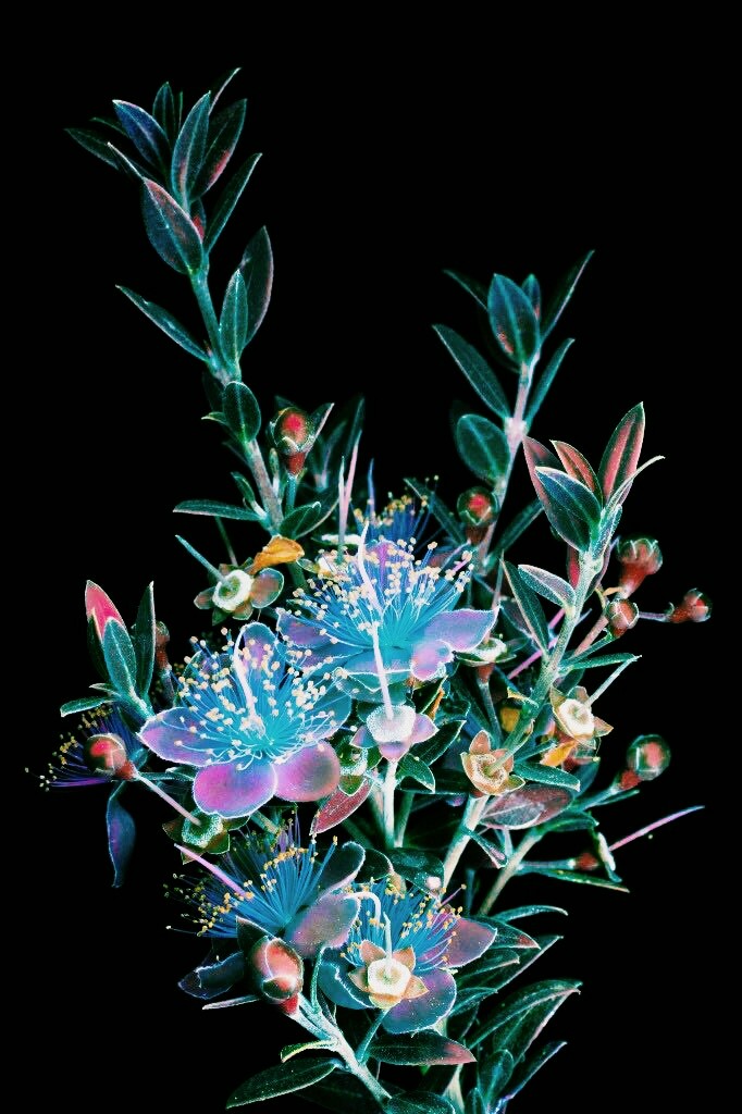 flores