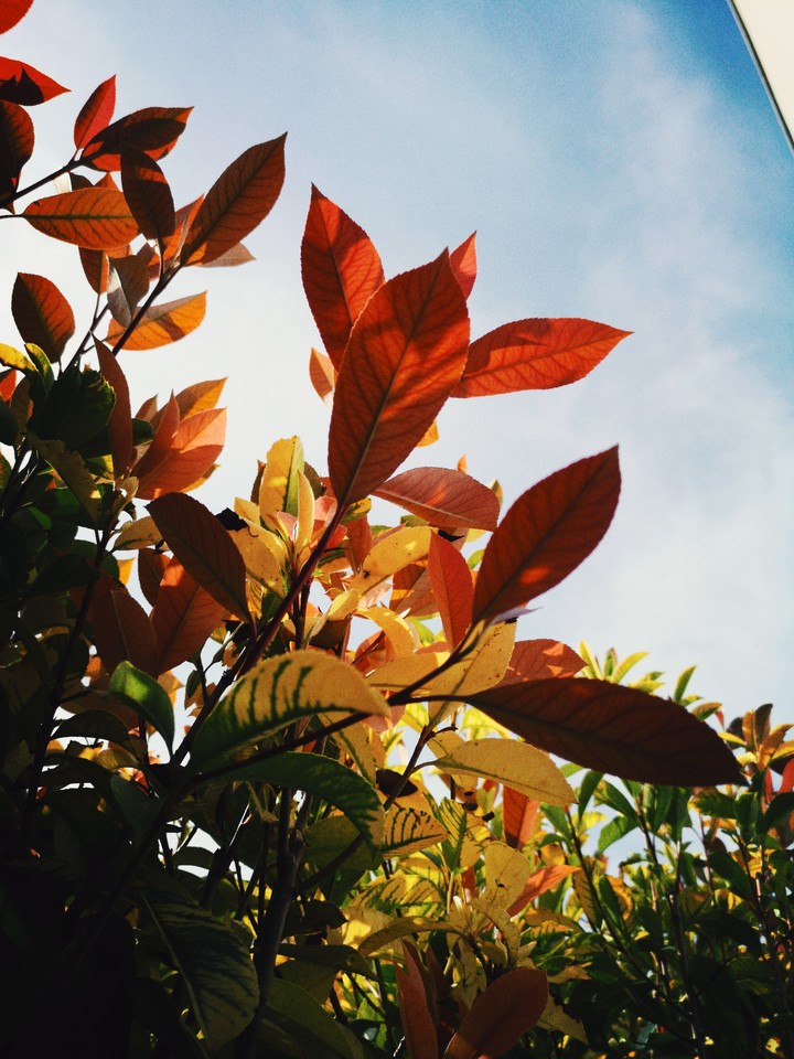 November, nature, colors, red, brown